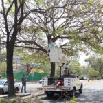 Gobierno de Riult Rivera realiza mega poda preventiva en principales avenidas ante temporada de lluvias